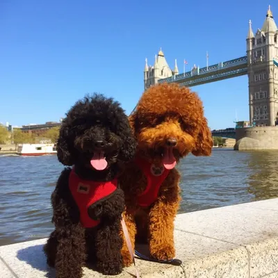 FyFy & Toffy & ๐ Woody & Teddy profile