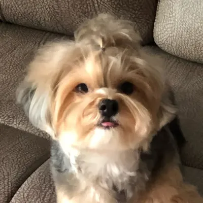 GJ profile