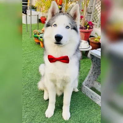 I’m Gabru 🐾🧿🐩 profile