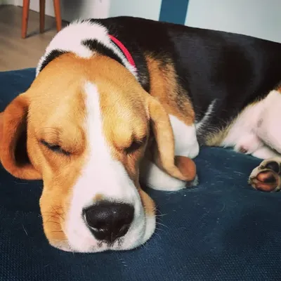 Gadget the Beagle profile