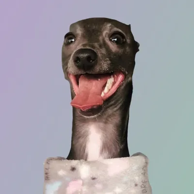 Gaia - Galgo italiano profile