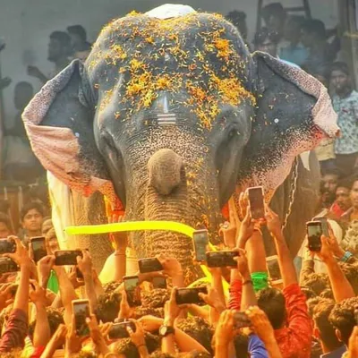 ഗജവിസ്മയം profile