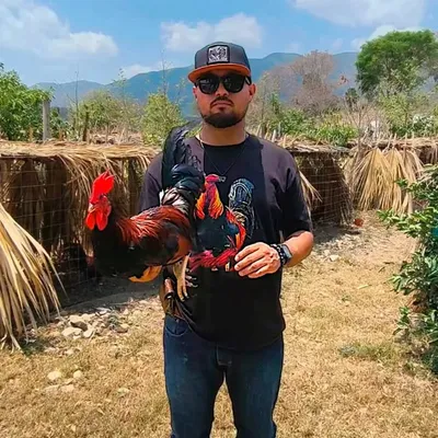 Gallo Fino profile