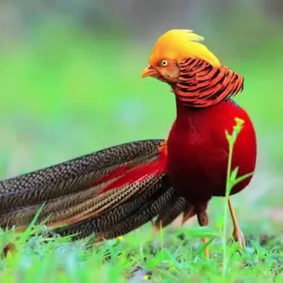 Game Bird Fowl profile