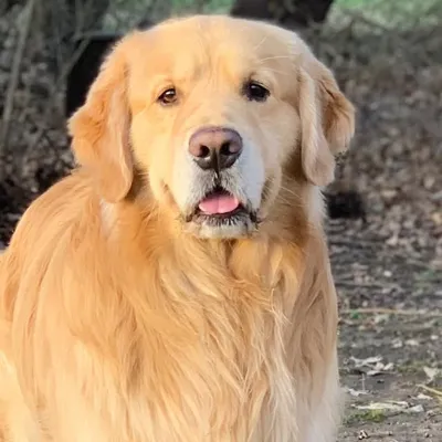 Garth the Golden profile