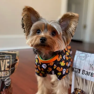 Gary The Yorkie profile