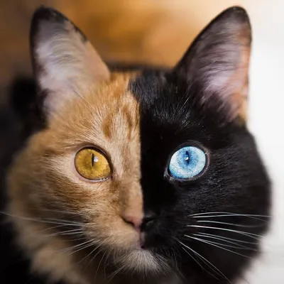 Quimera twofacedcat profile