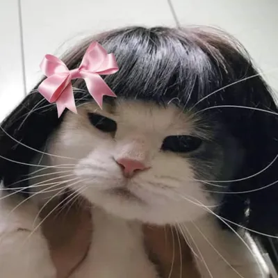 Gatitos Que Curan Tu Depresión profile