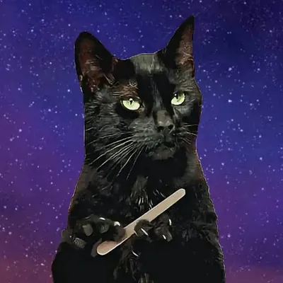GATO ZUERO | MEMES profile