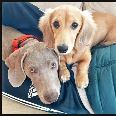 ๐ฉโโค๏ธโ๐โ๐จThe Dog Couple profile