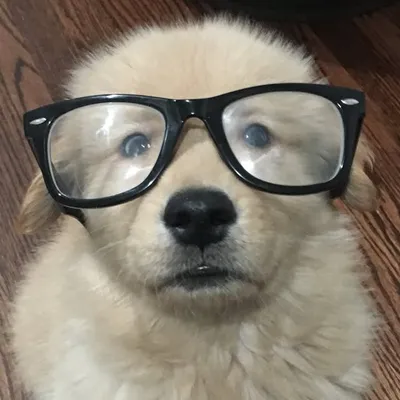 Gatsby profile