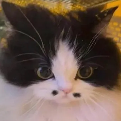 catman profile