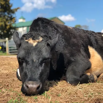The Gentle Barn Tennessee profile