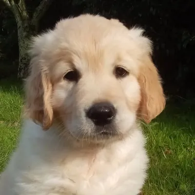 Sir Geoffrey the Royal Cookie profile