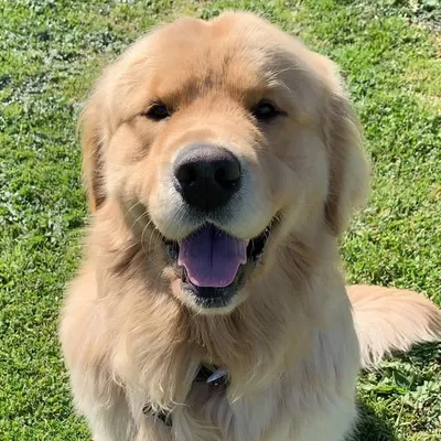 George profile