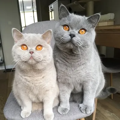 George&Oliver ๐ฑ profile