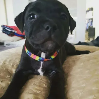 🐾 🇬 🇪 🇴 🇷 🇬 🇮 🇪 Costanza 🐾 profile
