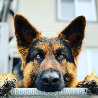 German Shepherds profile