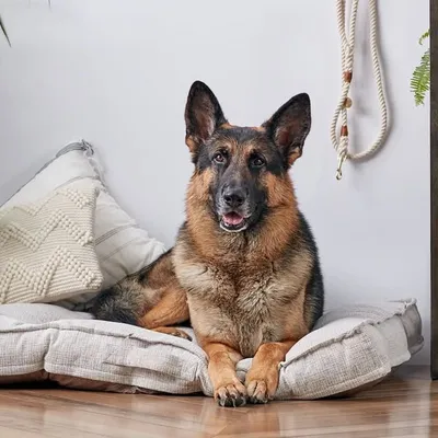 Germanshepherd Lover profile