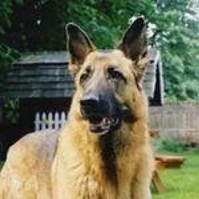 German Shepherd Club profile