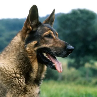 German Shepherd Life 101 profile