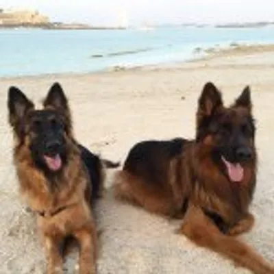 German Shepherd Media profile