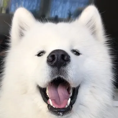 GHOST profile