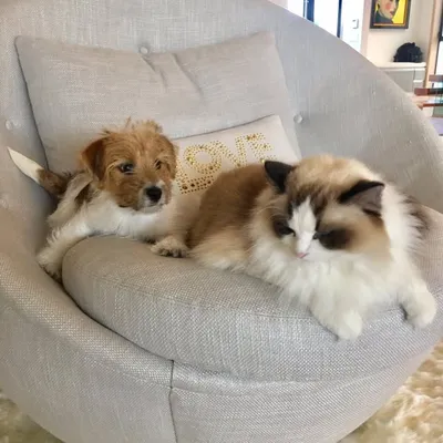 Giada’s Furry Fam profile