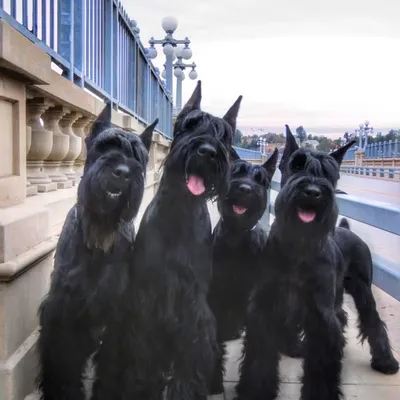Giant Schnauzers profile