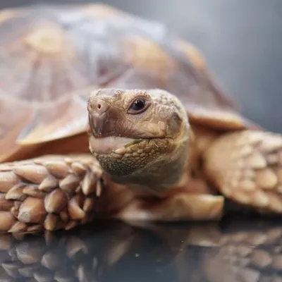 Gigi the Tortoise ๐น๐ญ profile