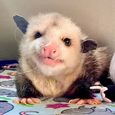 Gilbert The Opossum profile