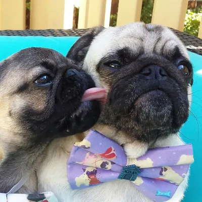 GILES & NIGEL PUGS profile
