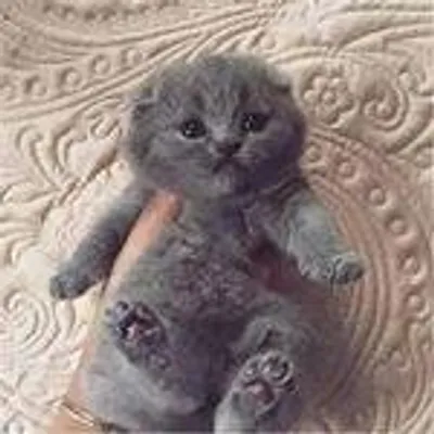 Cats, Kittens and Cuteness profile