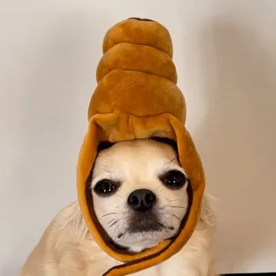 チワワの銀さん profile