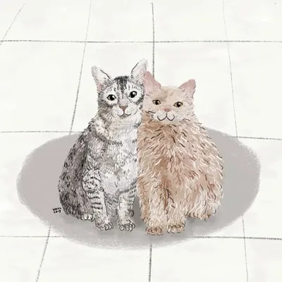๐๐ฒ๐ท๐ช & ๐๐ฎ๐น๐ฎ๐ฝ๐ฝ๐ธ | Selkirk Rex Cats profile