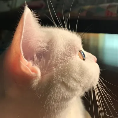 Lily Gina