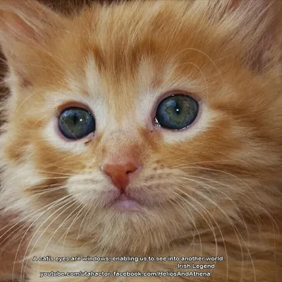 Ginger Kitties Four profile