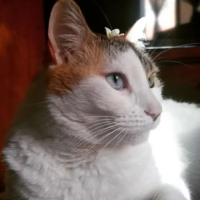 Ginger ๐ profile