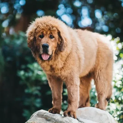 Ginger The Giant profile