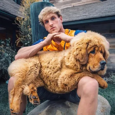 gingerthegiant profile