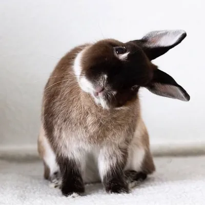 Ginny Rabbit 🥐 profile