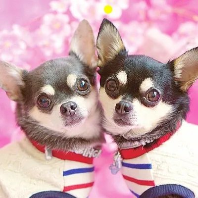 銀牙&珀狼&桜牙&牙銀&ぎんぴぃ💓 profile