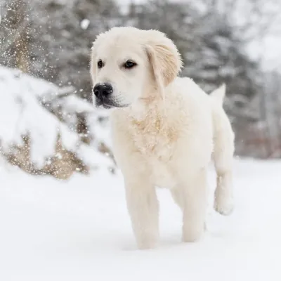 Given The Golden profile