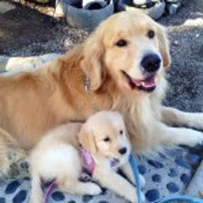 Golden Retrievers ๐๐๐ Dogs profile
