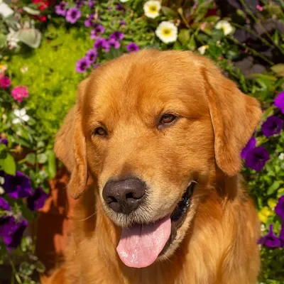 Gator | The Golden Retriever profile