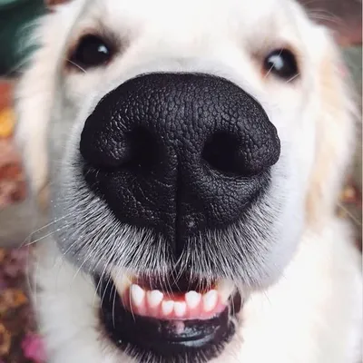 Glorious Goldens profile