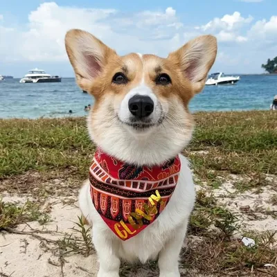 ๐ถ Glowy Huang (The zoomie pup)๐พ profile