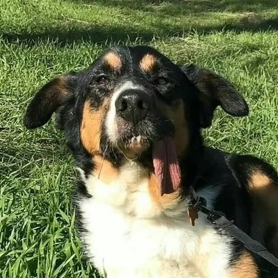 Elmer profile