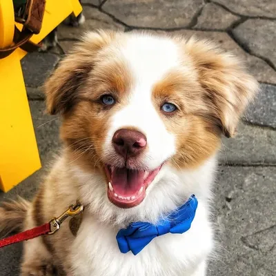 Gobi l Mini Red Merle Aussie profile