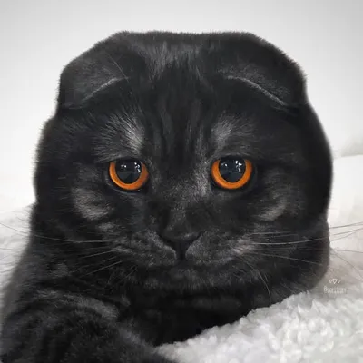 Lucy The Cat profile